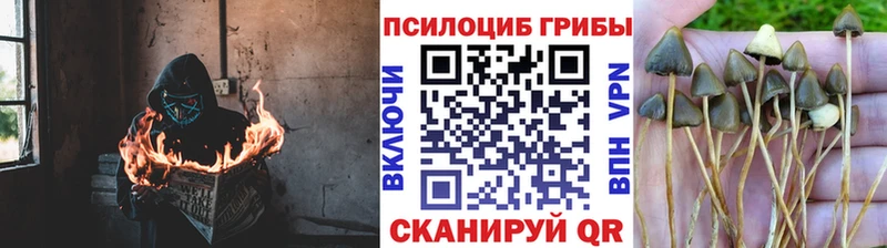 Псилоцибиновые грибы Psilocybe  KRAKEN зеркало  Инта 